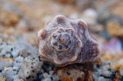 Rapaninae
