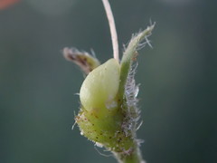 Symphytum × uplandicum