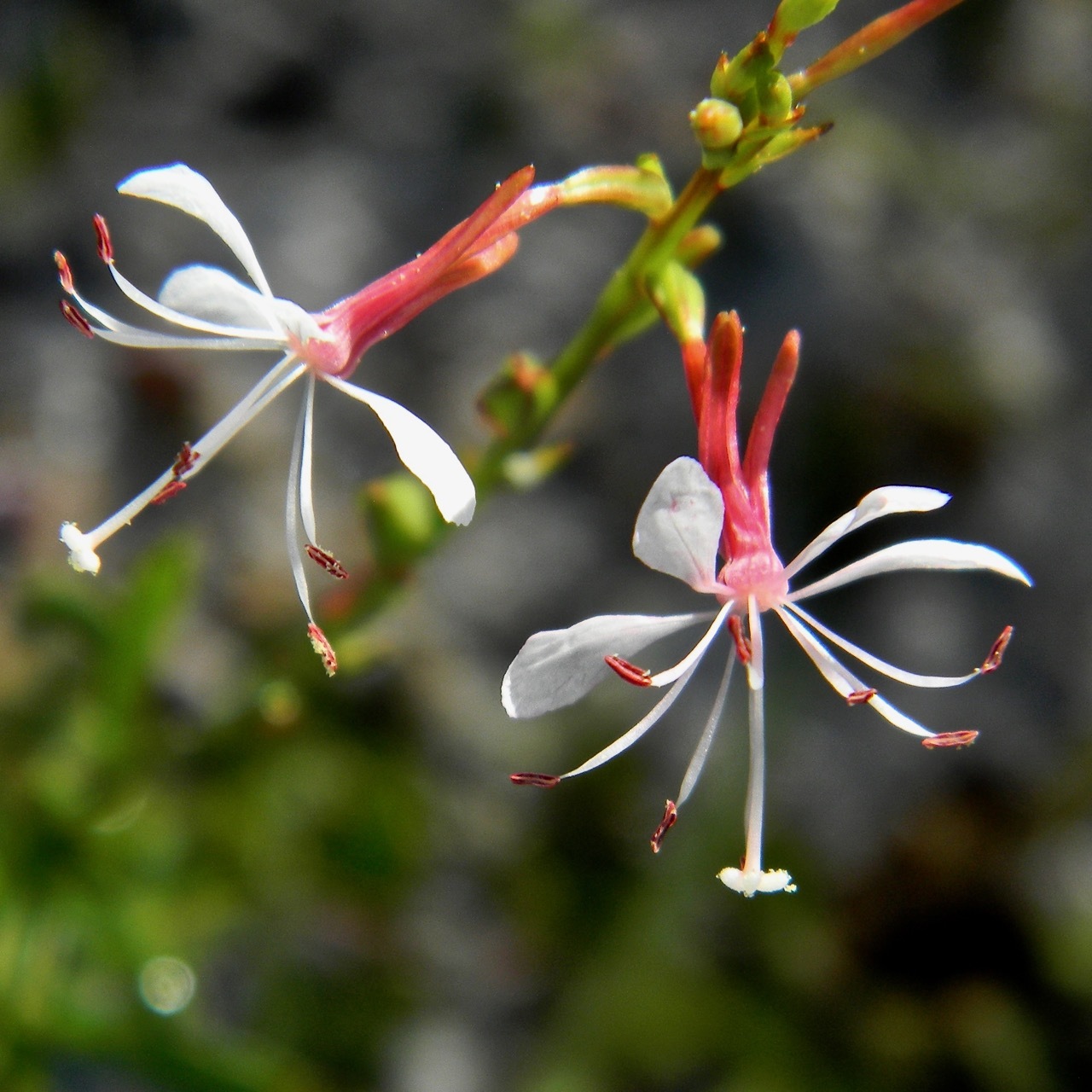 Oenothera simulans