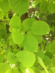 Cotinus obovatus