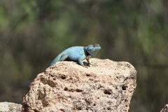 Sceloporus minor