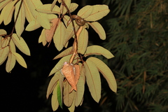 Phrynonax poecilonotus