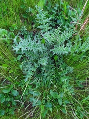 Carduus acanthoides