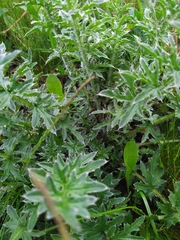 Carduus acanthoides