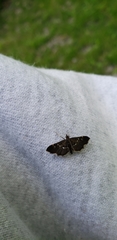 Diathrausta harlequinalis