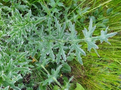 Carduus acanthoides