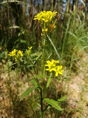Erysimum hieraciifolium