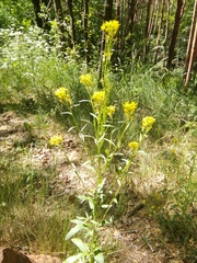 Erysimum hieraciifolium