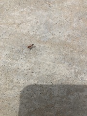 Pogonomyrmex californicus