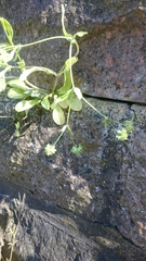 Valerianella locusta