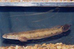 Emperor Snakehead photo 2