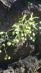 Valerianella locusta