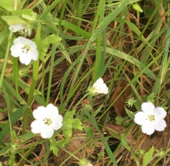 Nemophila