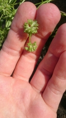 Valerianella locusta