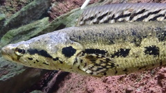 African Obscure Snakehead photo 2