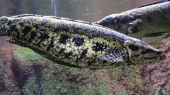 African Obscure Snakehead photo 3