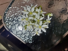 Ornithogalum umbellatum