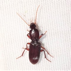 Stenomorphus