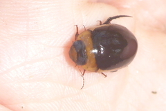 Hydaticus aruspex