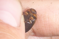 Hydaticus aruspex