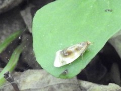 Clepsis melaleucanus