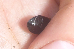 Hydaticus aruspex