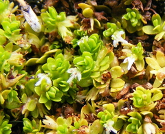 Micranthemum glomeratum