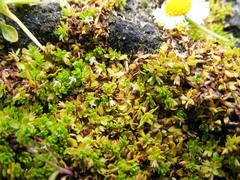 Micranthemum glomeratum