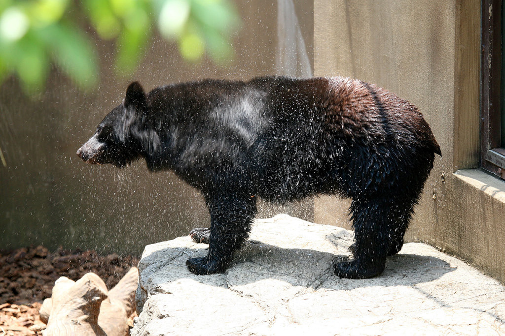 Japanese Black Bear (Ursus thibetanus japonicus) - Know Your Mammals