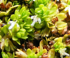 Micranthemum glomeratum