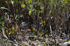 Pituophis melanoleucus melanoleucus