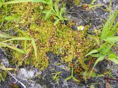 Micranthemum glomeratum
