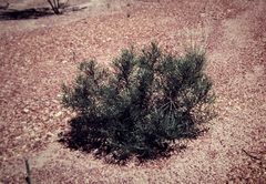 Lysicarpus angustifolius