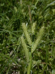 Carex schweinitzii