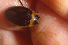 Hydaticus aruspex