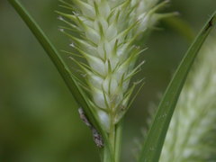 Carex schweinitzii