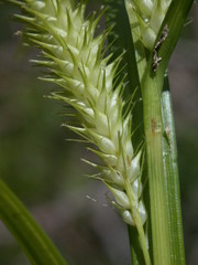 Carex schweinitzii