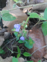 Salvia platyphylla