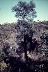 Lysicarpus angustifolius