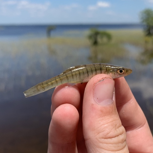 Waccamaw killifish (Fundulus waccamensis) — Fundulidae — 3
