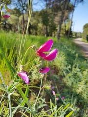 Lathyrus tingitanus