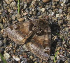 Euclidia ardita