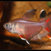 Ornate Tetra - Photo (c) Blair Chen, some rights reserved (CC BY-NC-SA)