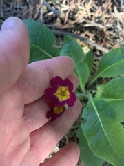 Primula vulgaris