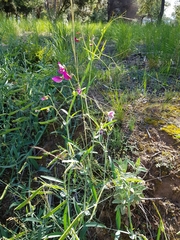 Lathyrus tingitanus