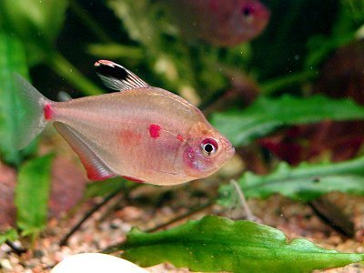 hyphessobrycons