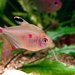 Bleeding Heart Tetra - Photo (c) anonymous, some rights reserved (CC BY-SA)