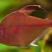 Bleeding Heart Tetra - Photo 5snake5, no known copyright restrictions (public domain)