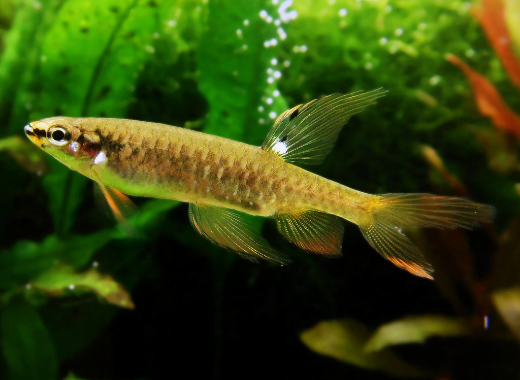 Splash Tetra