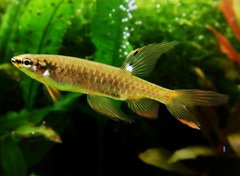 Splash Tetra photo 1